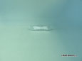 00-05 Lexus E1 IS200 / IS300 (Altezza) &mdash; Clear LED Rear Side-Marker